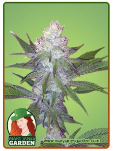 Og Wedding Fem