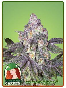 Orange Cake Auto.jpg
