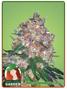Pink Runtz Autoflower