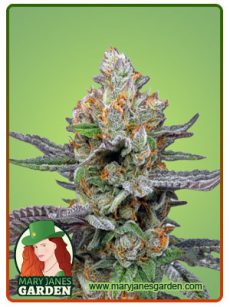Pink Sunset Auto