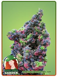 Rainbow Haze 1