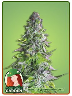 Romulan fem