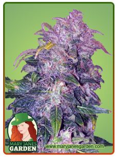 Space Cookies Autoflower Marijuana Seeds