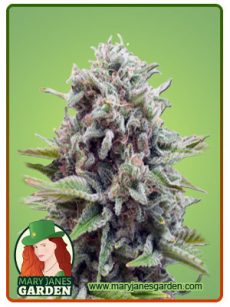 Sugar Glue Feminized