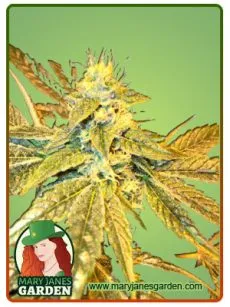 Tangie Cookies 1
