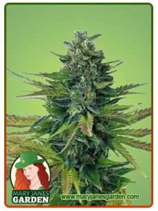 Triple Diesel auto
