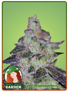 Tropic Thunder Feminized