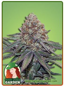 Ultra Bomb Cookie Fem