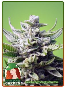 Utopia Feminized