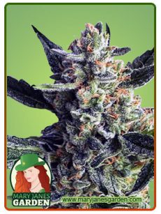 Wedding Crasher Feminized Marijuana Seeds