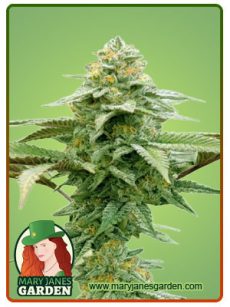 White Runtz Autoflower