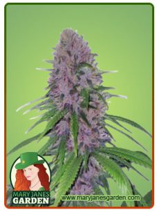 mendo breath