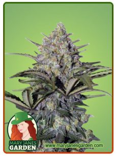 skunk glue fem