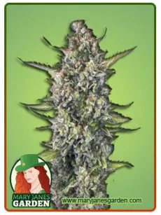 Acapulco Gold Sativa