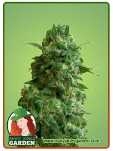 Afghan Chocolope Fem