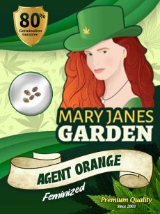 Agent-Orange-Strain-Feminized-Marijuana-Seeds
