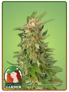 Alaskan Thunder Fuck Feminized