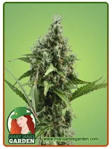 Amnesia Haze Autoflower