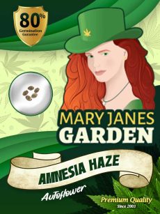 Amnesia Haze Auto