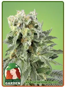 Angel Og Auto