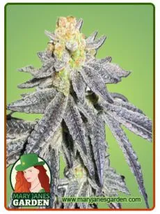 Animal cookies auto copy