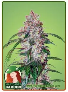 Auto CBD White Widow 1 1