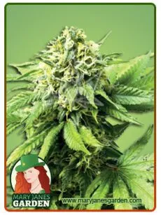 Auto CBD critical