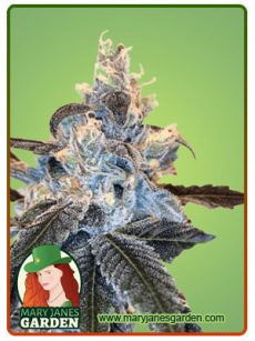 Banana Sundae Fem