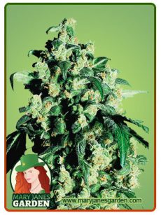 Berry White Feminized
