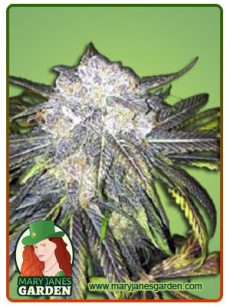 Black Cherry OG Feminized