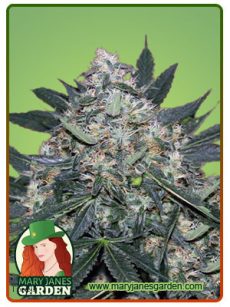 Black Indica Fem