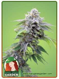 Blue Cookies fem