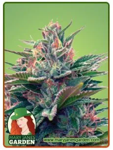 Blue Diesel Autoflowering 1