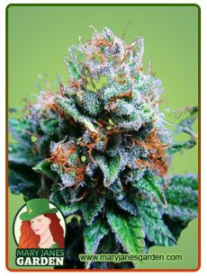 Blue Dream Fem