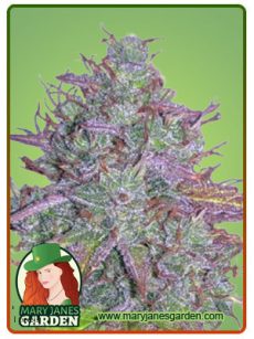 Blue Mystic Strain Autoflowering