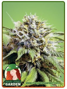 Blueberry OG Feminized