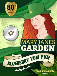 Blueberry Yum Yum Auto