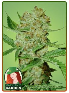 Bubblicious Autoflowering