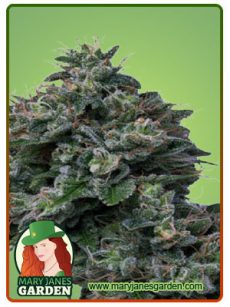Butter OG Auto