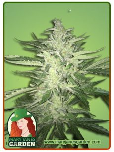 CB Auto Cheese