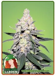CB Dutch Treat fem