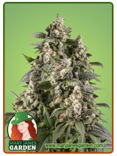Cafe Racer Feminized