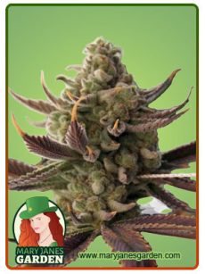 Cali Kush Fem