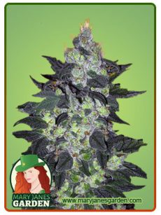 Candy Cane Auto