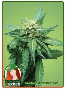 Cb Diesel fem