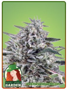 Cereal Milk Auto