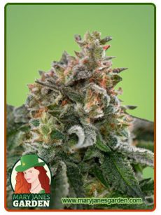 Clementine Fem