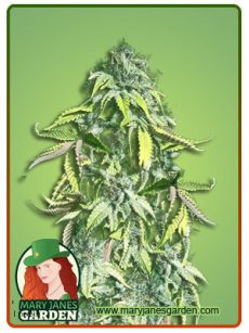 Crown Royale Fem
