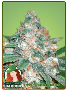 Devils Crack Feminized Marijuana
