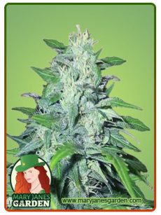 Dwarf Low Flyer auto